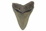 Fossil Megalodon Tooth - North Carolina #221884-1